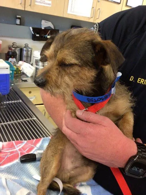 An adult small-sized female Terrier dog named Sammy for adoption in Riverside, CA