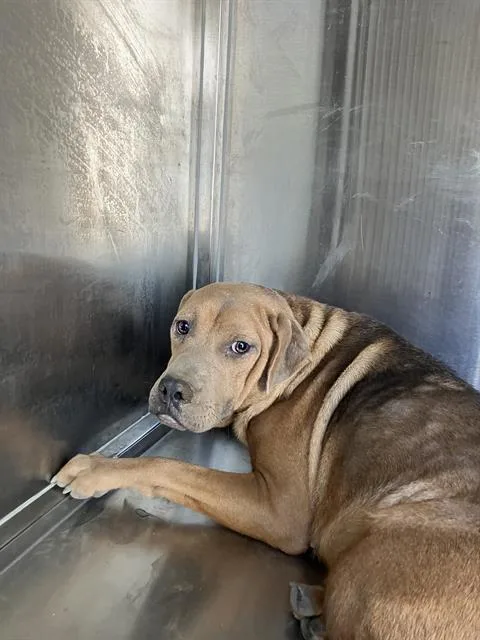 A young large-sized female Mixed Breed dog named Mabel for adoption in Dallas, TX