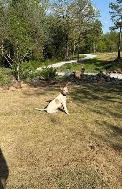A young large-sized female Pit Bull Terrier dog named Judy for adoption in Little Rock, AR