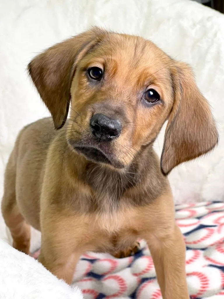 A baby medium-sized male Hound dog named Sandlot Litter  Great for adoption in Savage, MN