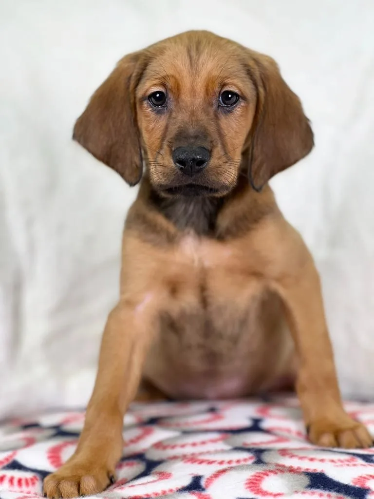 Sandlot Litter  Great thumbnail 2