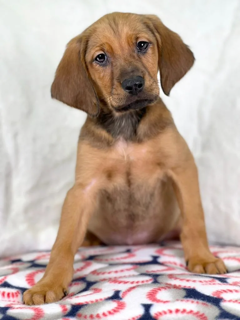 Sandlot Litter  Great thumbnail 3