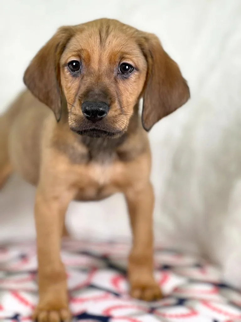 Sandlot Litter  Great thumbnail 4