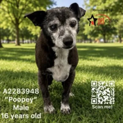A senior small-sized male Chihuahua dog named Poopey for adoption in Los Angeles, CA