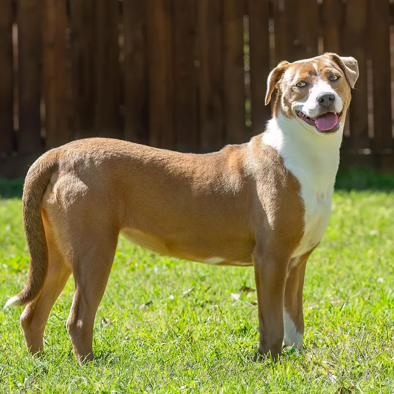 A young medium-sized female Brown / Chocolate American Staffordshire Terrier dog named Peroni for adoption in Tomball, TX
