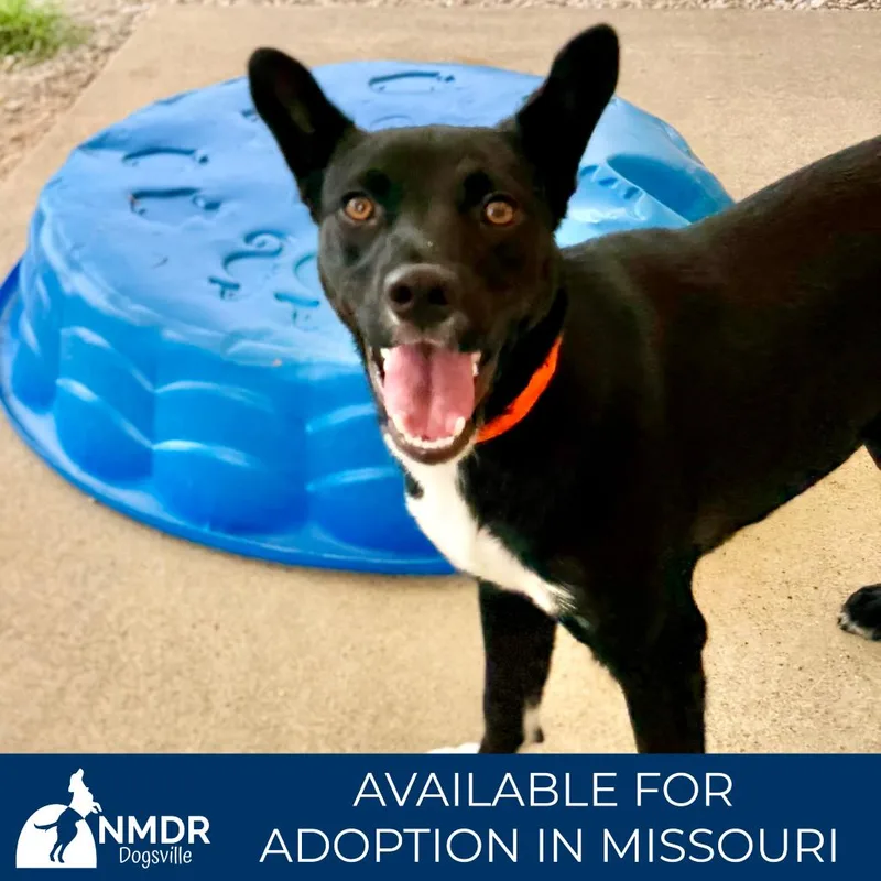 A young medium-sized female Black Mixed Breed dog named Taylor  Missouri for adoption in Peyton, CO