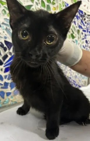 A young medium-sized female Domestic Short Hair cat named Esmerelda for adoption in Pensacola, FL