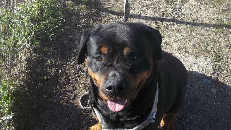 Dixie And Sophie thumbnail 2