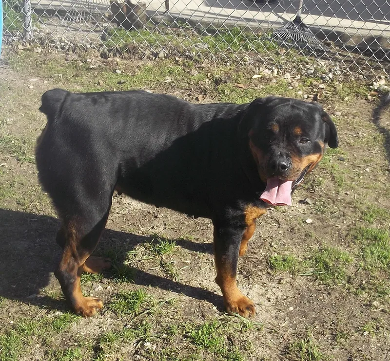 Dixie And Sophie thumbnail 3