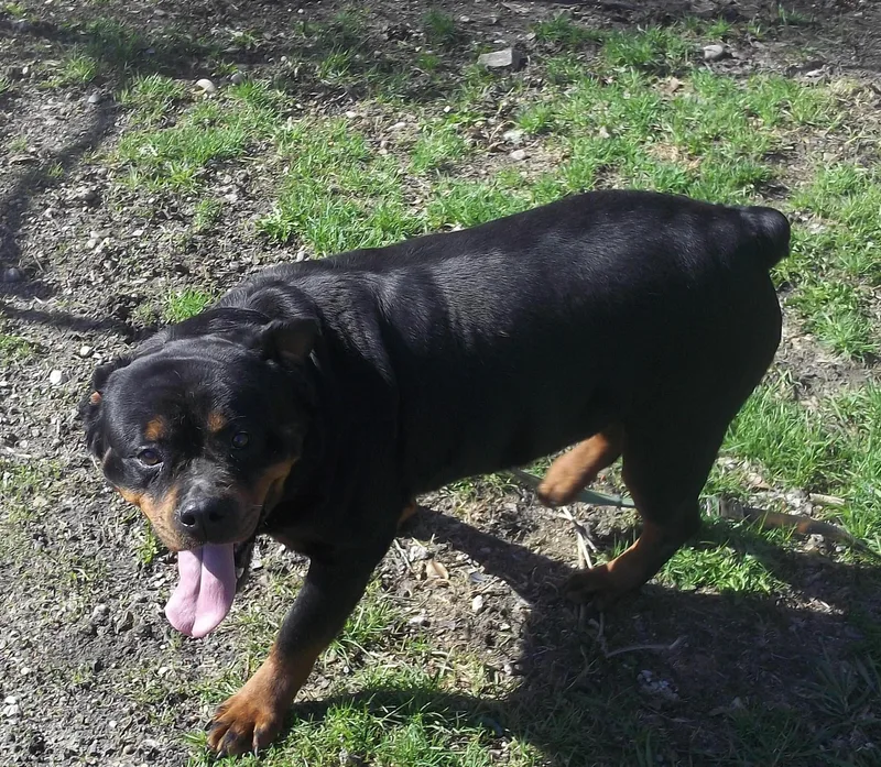 Dixie And Sophie thumbnail 4