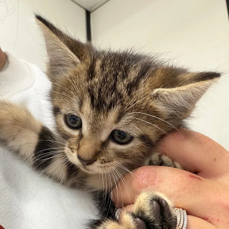 A baby small-sized female Gray / Blue / Silver Domestic Short Hair cat named Jill for adoption in Lake Jackson, TX