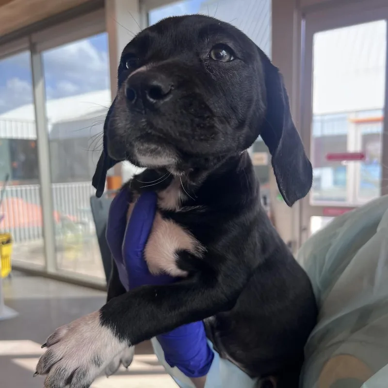 A baby small-sized female Black Mixed Breed dog named Mileena for adoption in Bentonville, AR