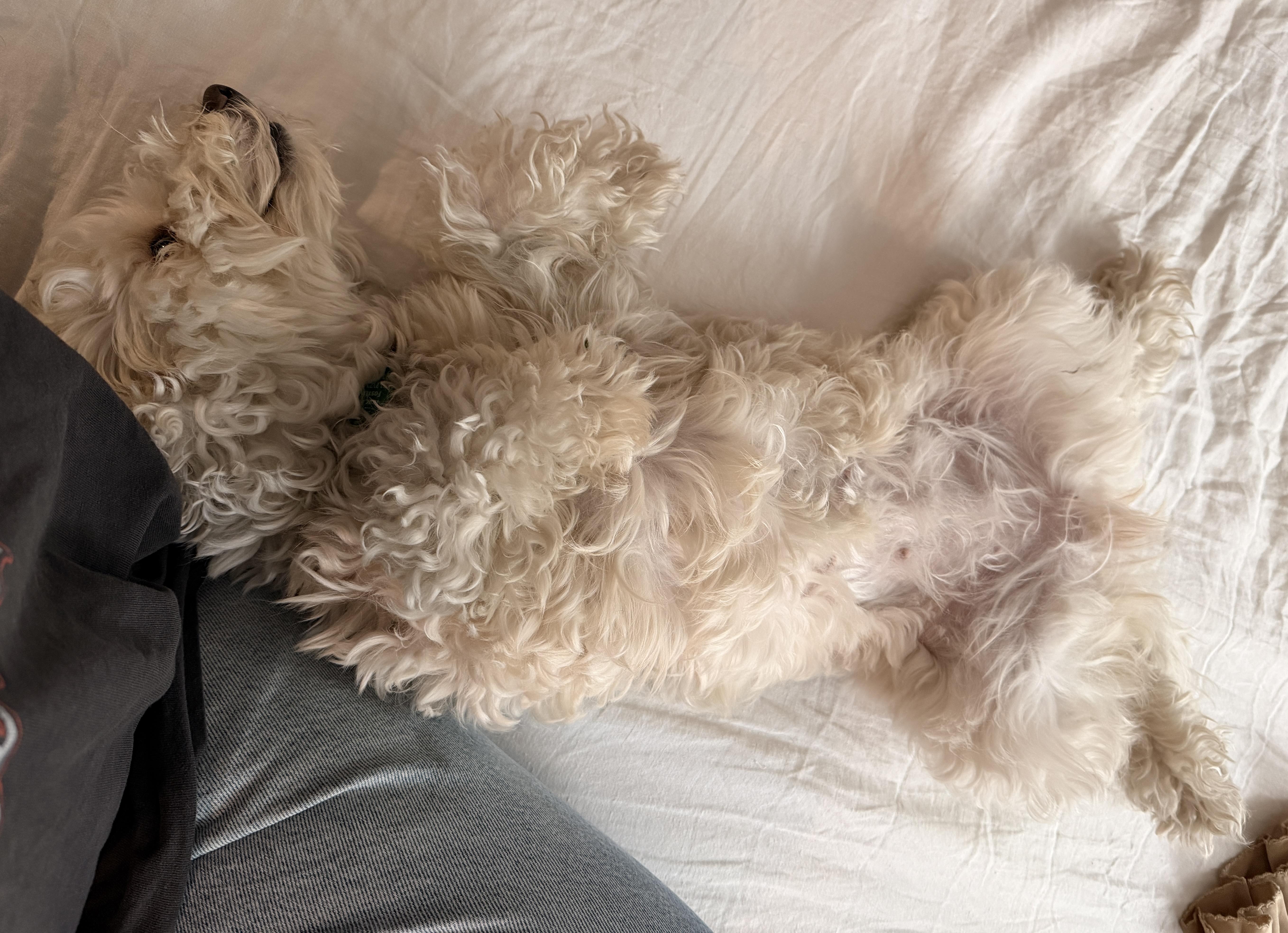 An adult small-sized female White / Cream Maltipoo dog named Sabrina for adoption in Brooklyn, NY