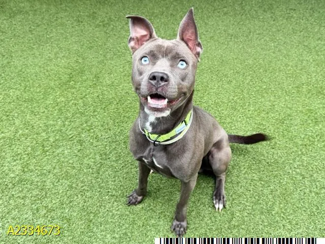 A young medium-sized male Mixed Breed dog named Bear for adoption in West Palm Beach, FL