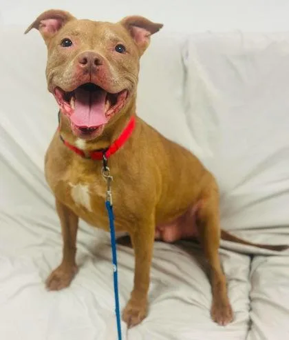 An adult medium-sized female Mixed Breed dog named Cupid for adoption in West Chester, PA