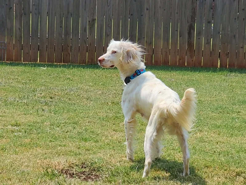 An adult medium-sized female Tricolor (Brown, Black, & White) English Setter dog named Roz for adoption in Boerne, TX