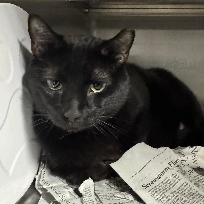 An adult large-sized male Black American Shorthair cat named Simon for adoption in Henderson, NV