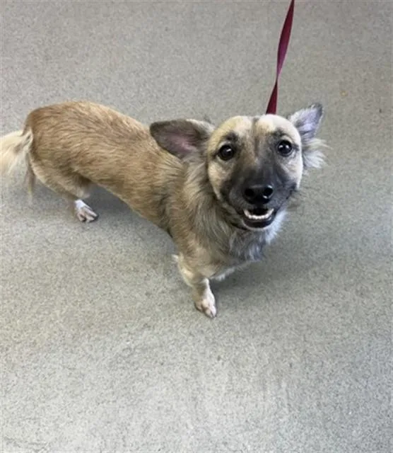 A young small-sized male Chihuahua dog named Bear for adoption in San Bernardino, CA
