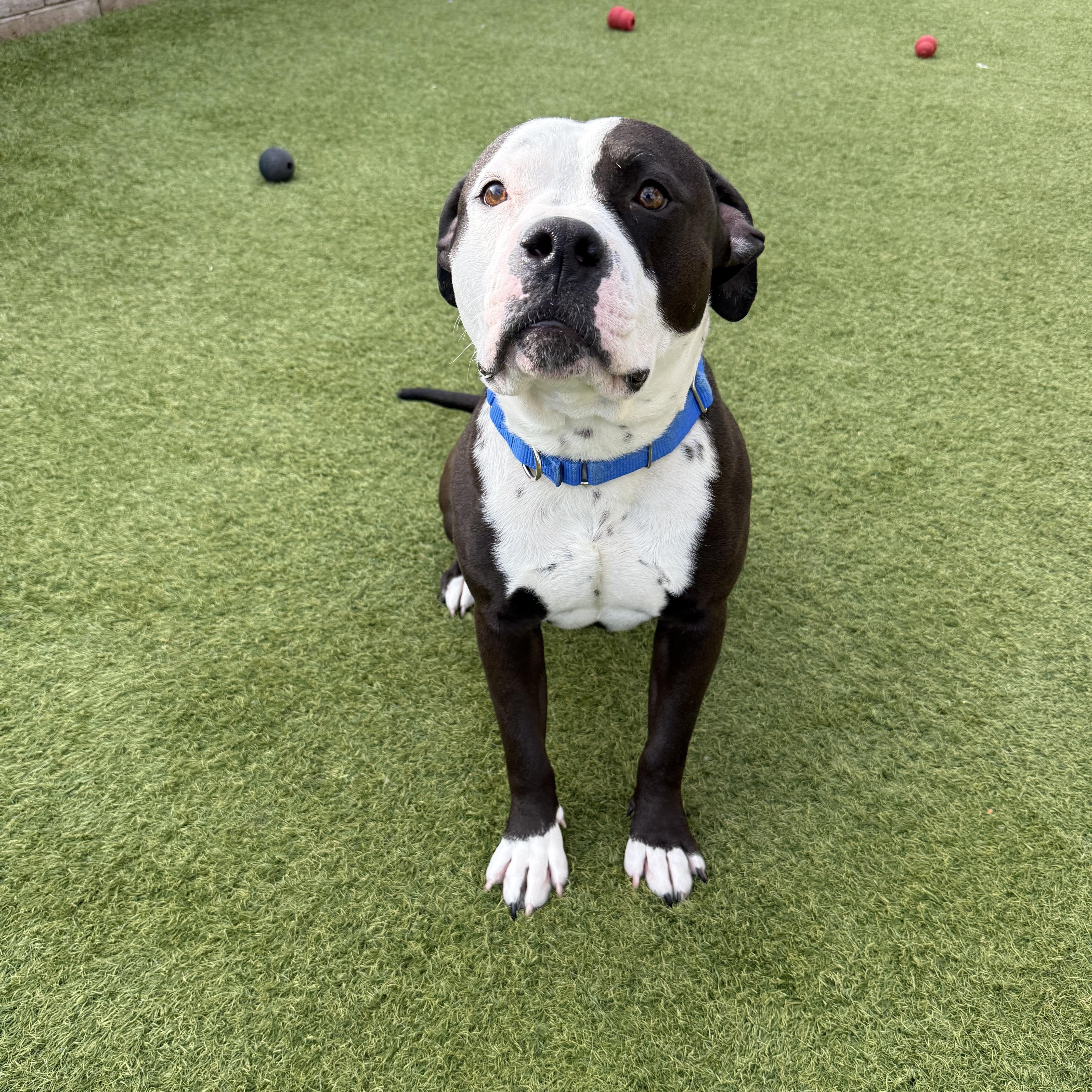 An adult large-sized male Black Pit Bull Terrier dog named Speedy for adoption in Phoenix, AZ