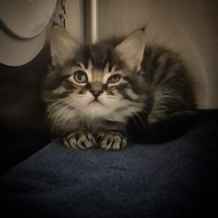 A baby small-sized male Brown / Chocolate Domestic Short Hair cat named Nasir for adoption in Upland, CA