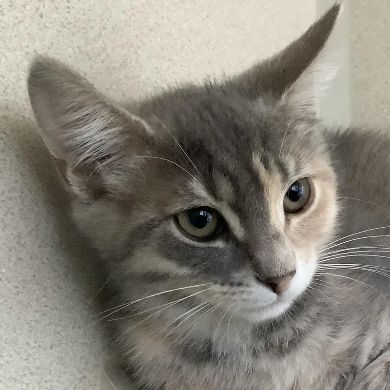 A baby small-sized female Calico Domestic Short Hair cat named Sadie for adoption in Redwood City, CA