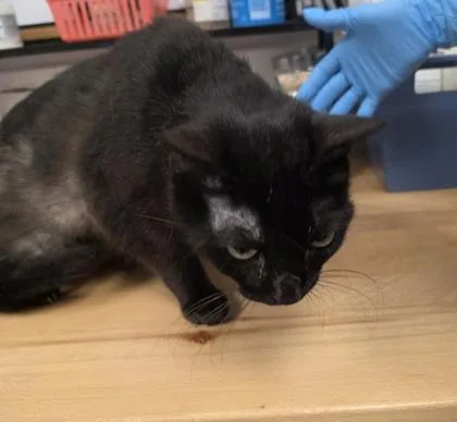 A baby small-sized male Domestic Short Hair cat named Binx for adoption in Conway, SC