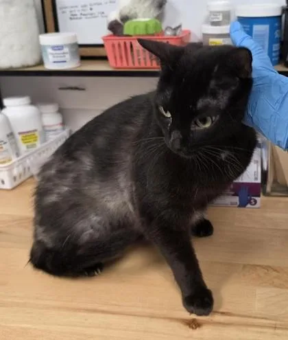 Binx thumbnail 2