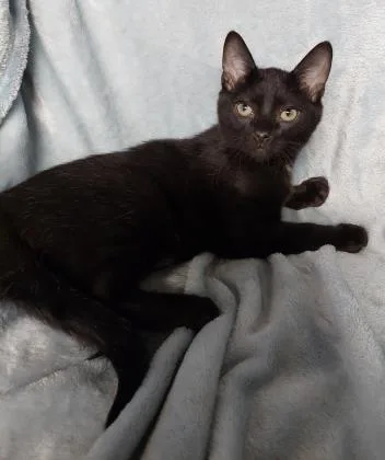 Binx thumbnail 3