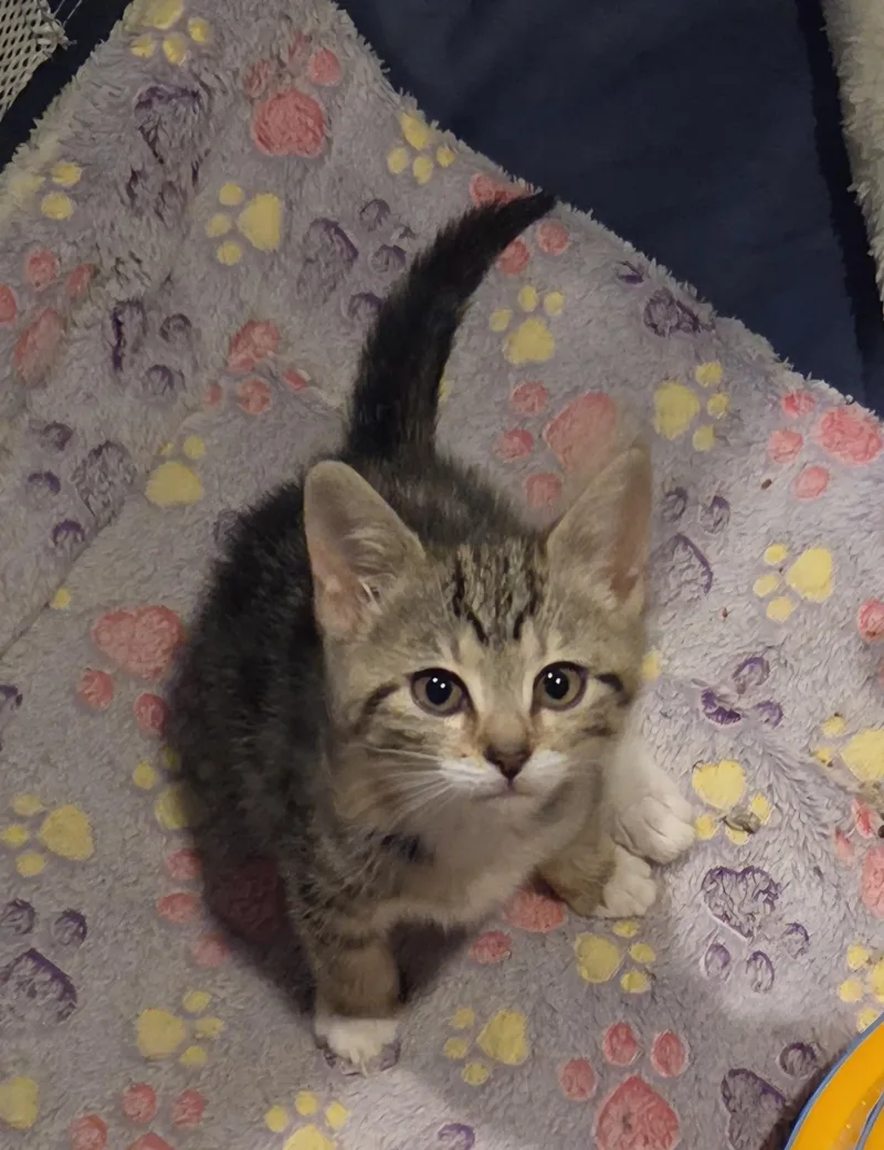 A baby medium-sized female Tabby (Brown / Chocolate) Domestic Short Hair cat named Arizona for adoption in Green Brook, NJ