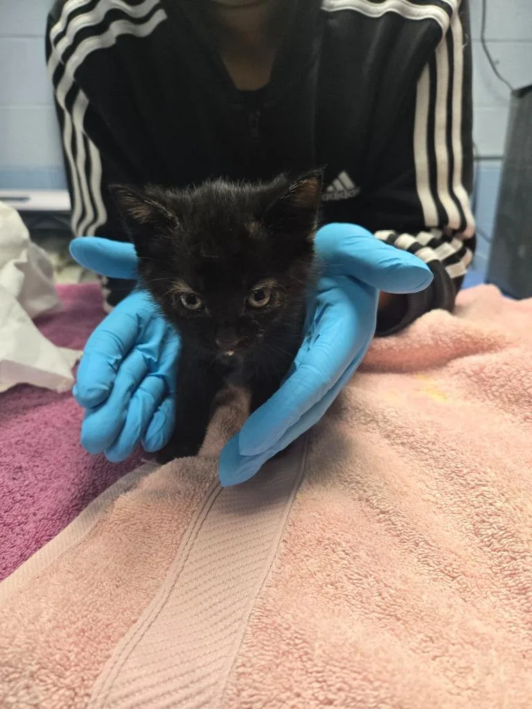 A baby large-sized female Domestic Short Hair cat named Strawberry Shortcake for adoption in Detroit, MI