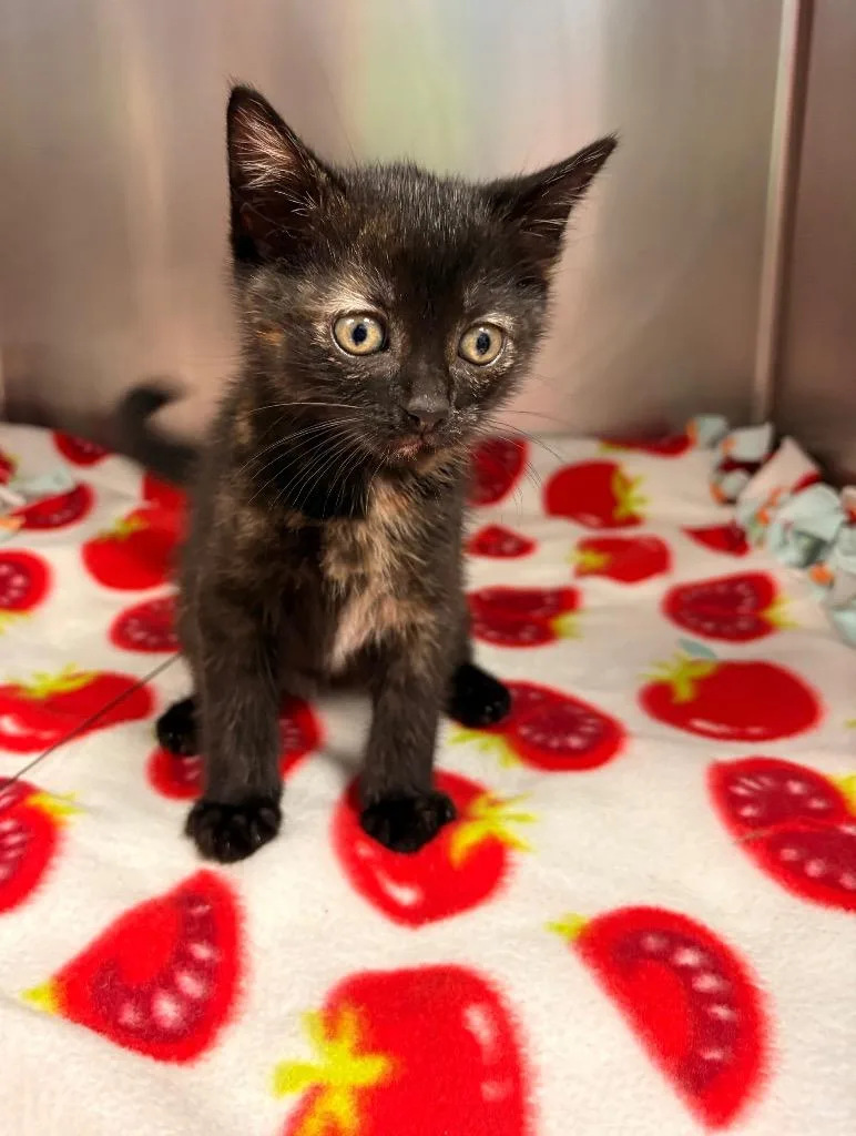 Strawberry Shortcake thumbnail 2