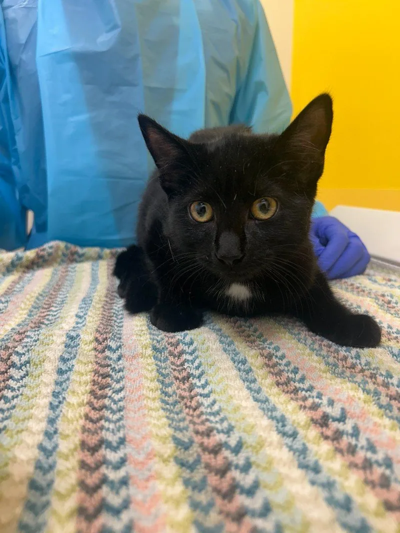 A baby small-sized female Black Domestic Short Hair cat named Bonita for adoption in Raleigh, NC