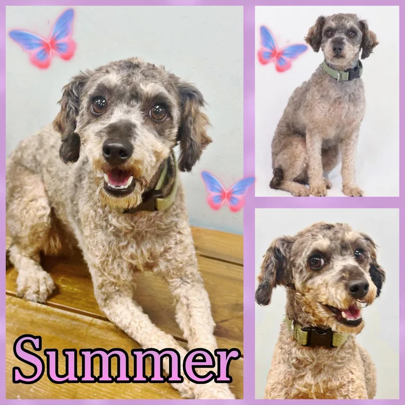 Summer thumbnail 2