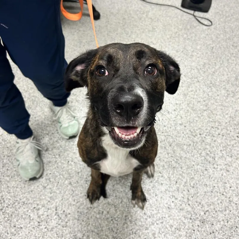 An adult medium-sized female Brindle Boxer dog named Sage for adoption in Reno, NV