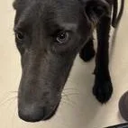 An adult small-sized female Gray / Blue / Silver Labrador Retriever dog named Dorothy for adoption in Pine Bluff, AR