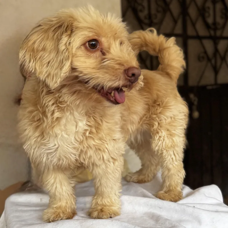 A young small-sized female Golden Goldendoodle dog named Greta for adoption in Manvel, TX