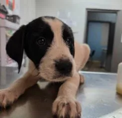 A baby small-sized male Mixed Breed dog named Norman for adoption in West Chester, PA