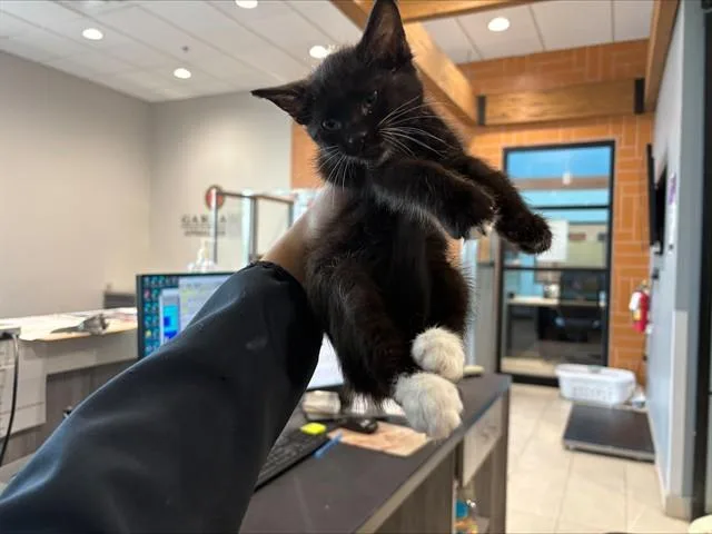 A baby small-sized female Domestic Short Hair cat named Hannah for adoption in Garland, TX