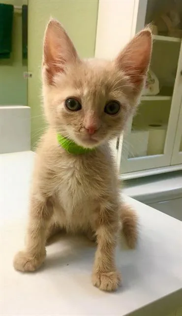 Romeow