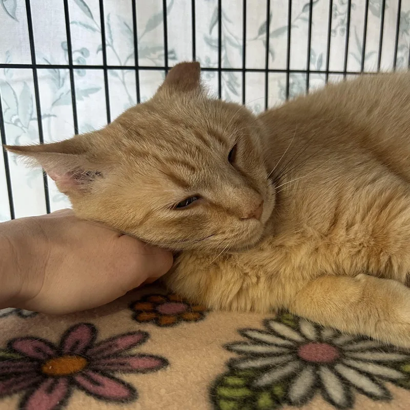 An adult large-sized male Tabby (Orange / Red) Domestic Short Hair cat named Garfield for adoption in Saint Louis, MO