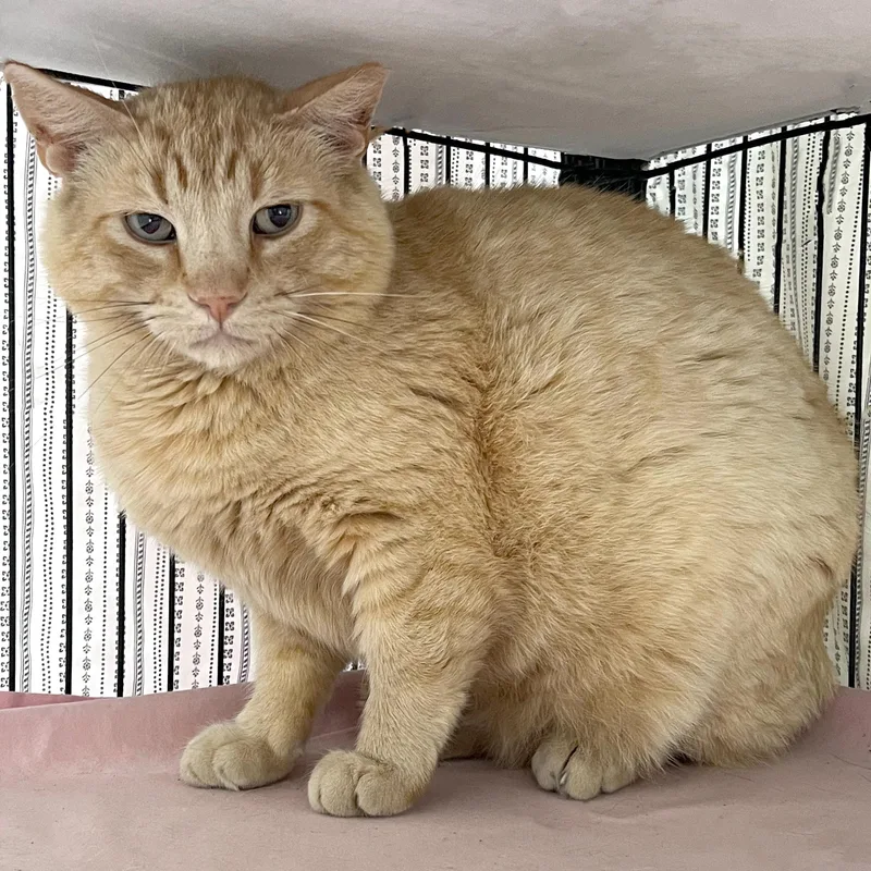 Garfield thumbnail 3