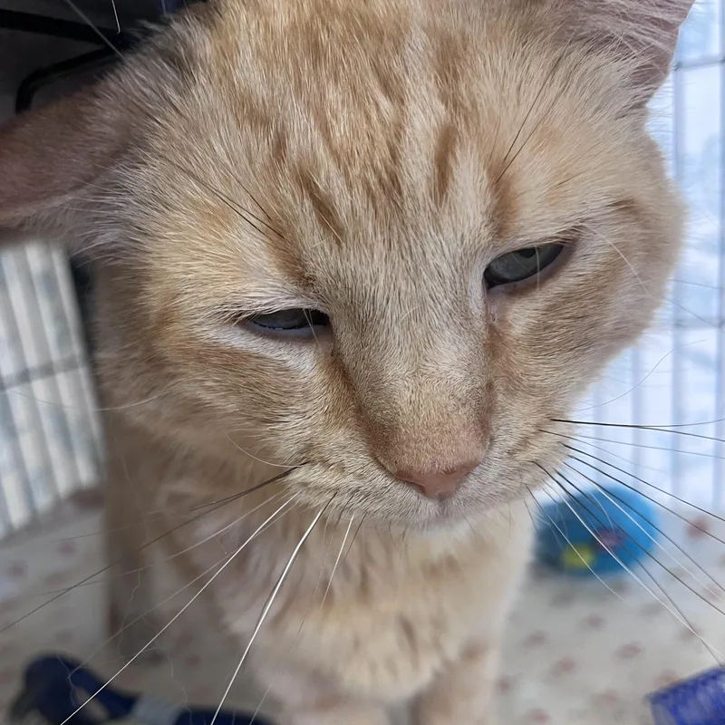 Garfield thumbnail 4
