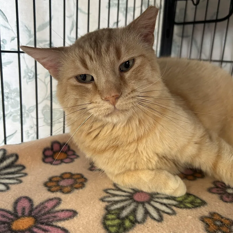 Garfield thumbnail 5