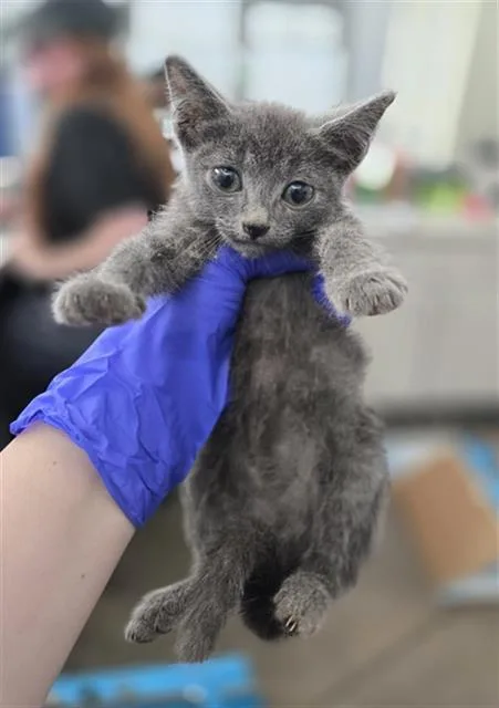A baby medium-sized male Domestic Short Hair cat named Tobias for adoption in Dallas, TX