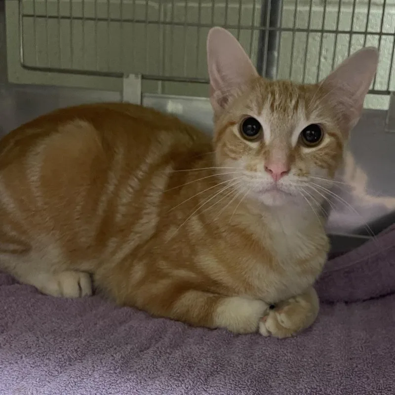 A young medium-sized male Tabby (Orange / Red) Domestic Short Hair cat named Beetle for adoption in South Bend, IN