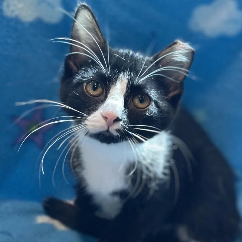 A baby small-sized female Black Domestic Short Hair cat named Bordeaux for adoption in Matteson, IL
