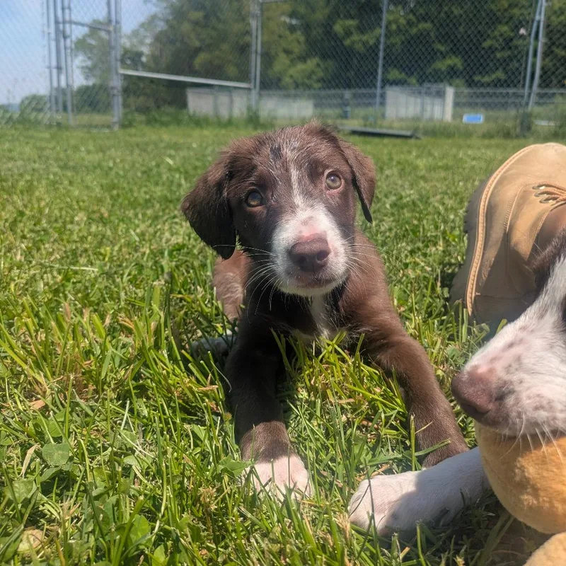 A baby small-sized male Brown / Chocolate Mixed Breed dog named Wrangler for adoption in East Smithfield , PA