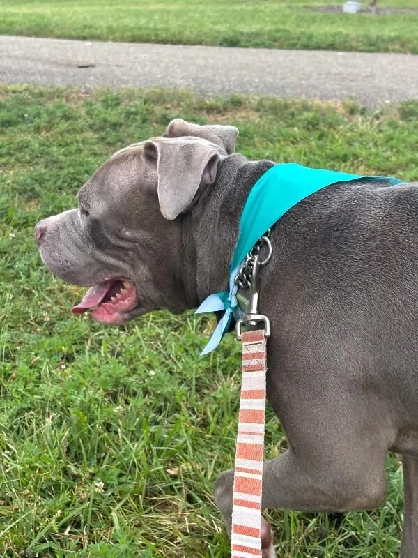 An adult large-sized male Gray / Blue / Silver Mixed Breed dog named Tucker for adoption in Cincinnati, OH