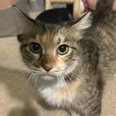 An adult medium-sized female Domestic Short Hair cat named Norma for adoption in San Antonio, TX