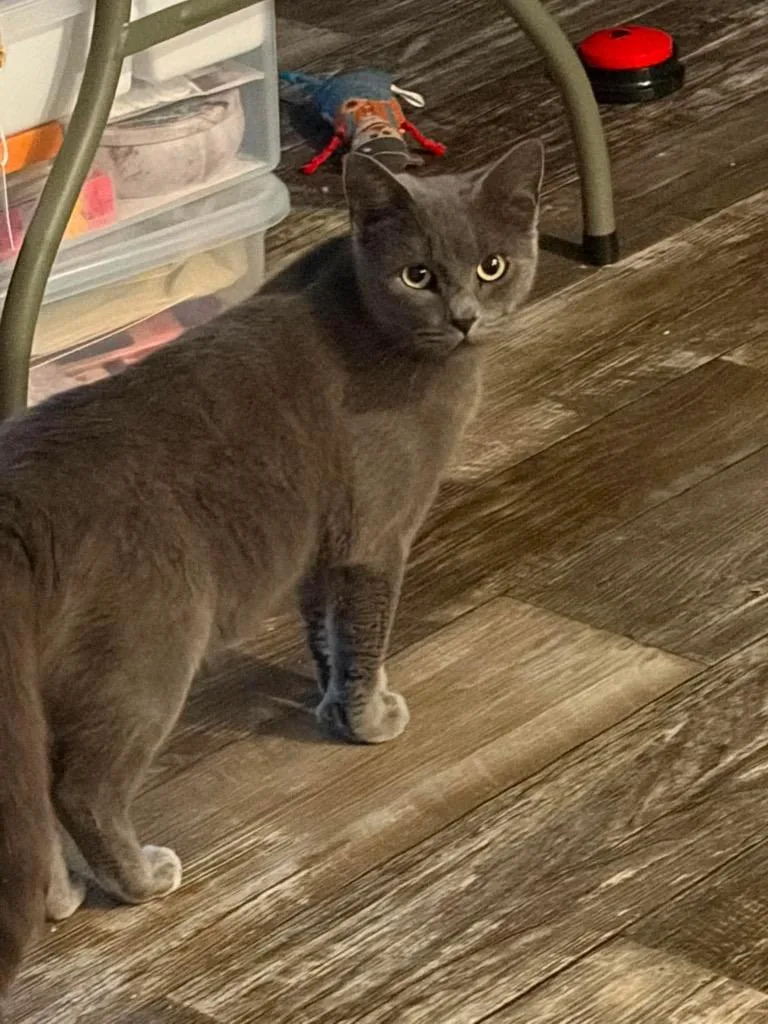 A young small-sized female Domestic Short Hair cat named Buttermilk for adoption in Gorham, ME